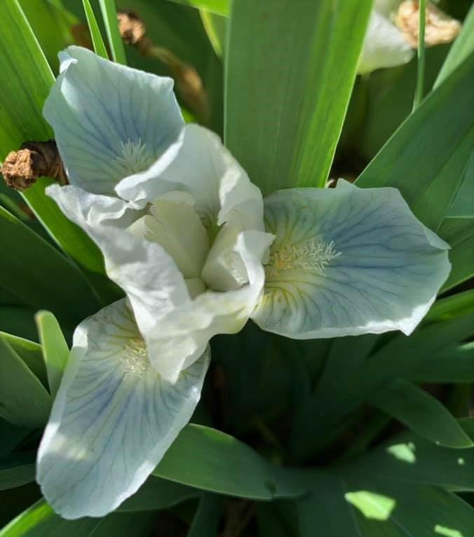 Photo of Miniature Dwarf Bearded Iris (Iris 'Delft Elf') uploaded by Livy