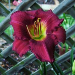 Location: My garden - Beautiful garnet ruby color 
Date: 2020-07-10 
Paul Voth