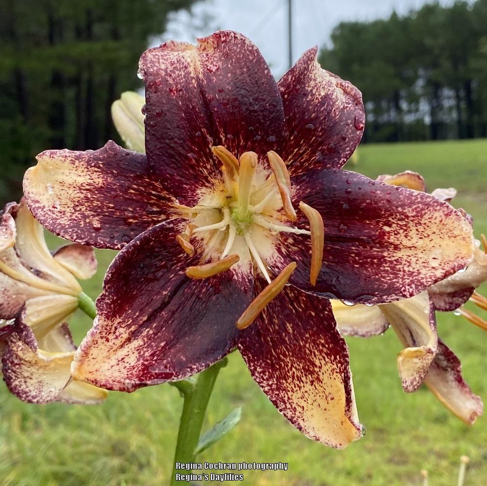 Photo of Lily (Lilium 'Chocolate Event') uploaded by scflowers