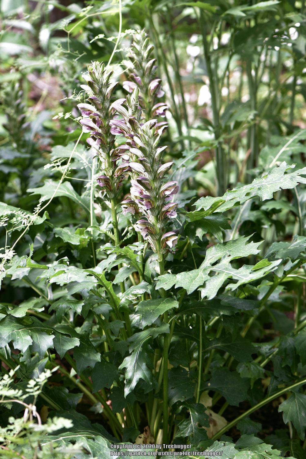 Photo of Bear's Breeches (Acanthus mollis) uploaded by treehugger