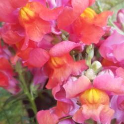 Location: England
Date: 2020-07-11
Close up of snapdragon blooms