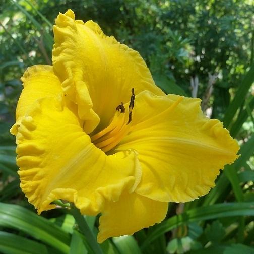 Photo of Daylily (Hemerocallis 'Bill Norris') uploaded by flowerpower35
