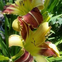 Location: Jeanne's garden, Eagle Point, Oregon
Date: 2020-07-03
Taken on our annual daylily tour