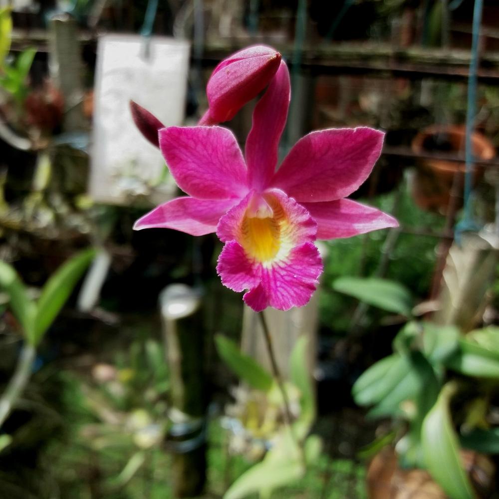 Photo of Orchid (Bromecanthe Garnet Glory) uploaded by prabhisetty