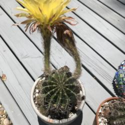 Location: San Clemente
Date: 2020-07-10
Echinopsis hybrid lemon pie - several blooms to come
