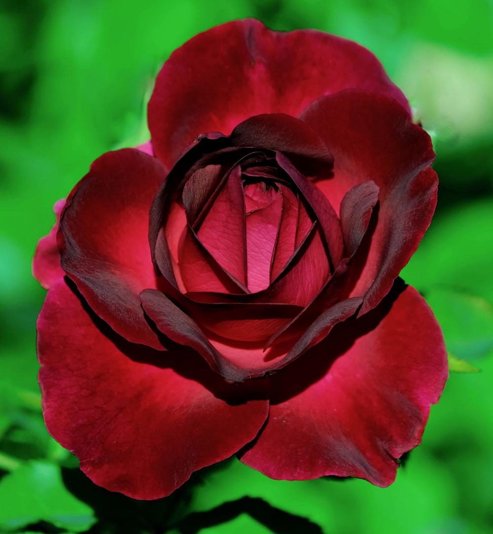 Photo of English Shrub Rose (Rosa 'Munstead Wood') uploaded by AnnKNCalif