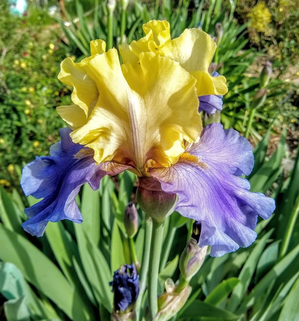 Photo of Tall Bearded Iris (Iris 'Edith Wolford') uploaded by Gretchenlasater