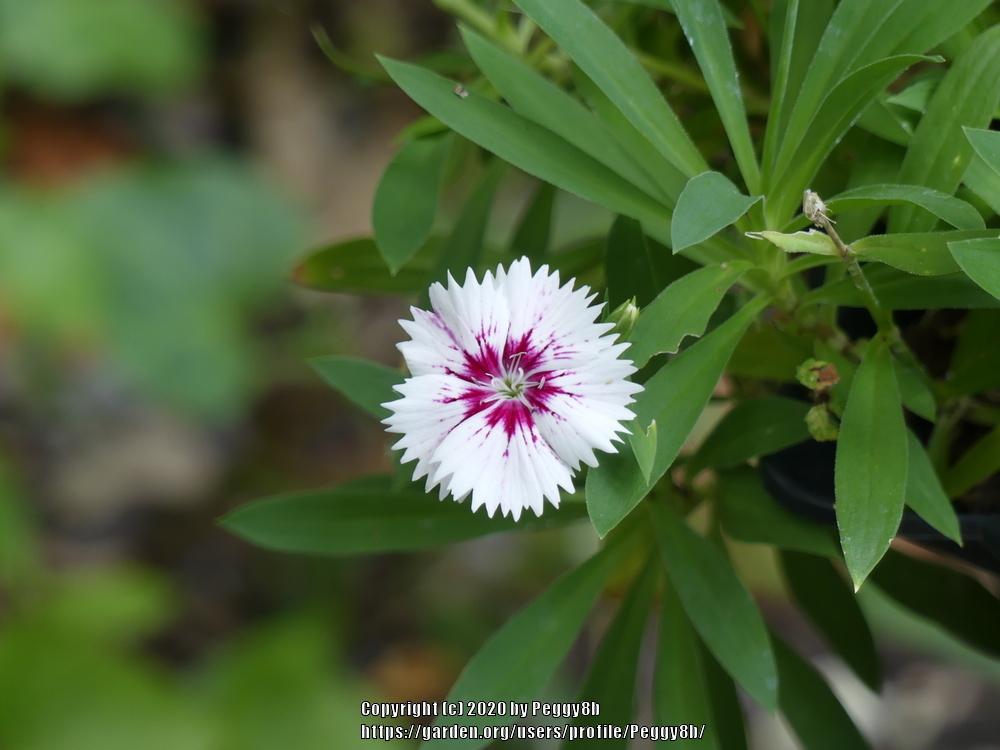 Photo of Dianthus uploaded by Peggy8b