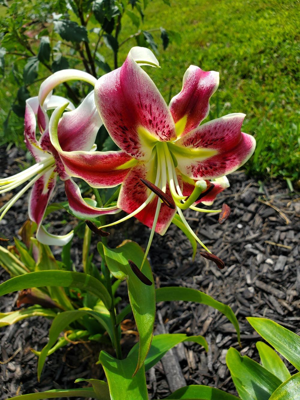 Photo of Lilies (Lilium) uploaded by Topdecker