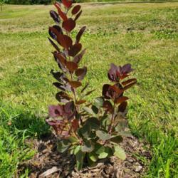Location: Mid-Missouri, USA
Date: 2020-07-12
Juvenile plant - only 20" tall