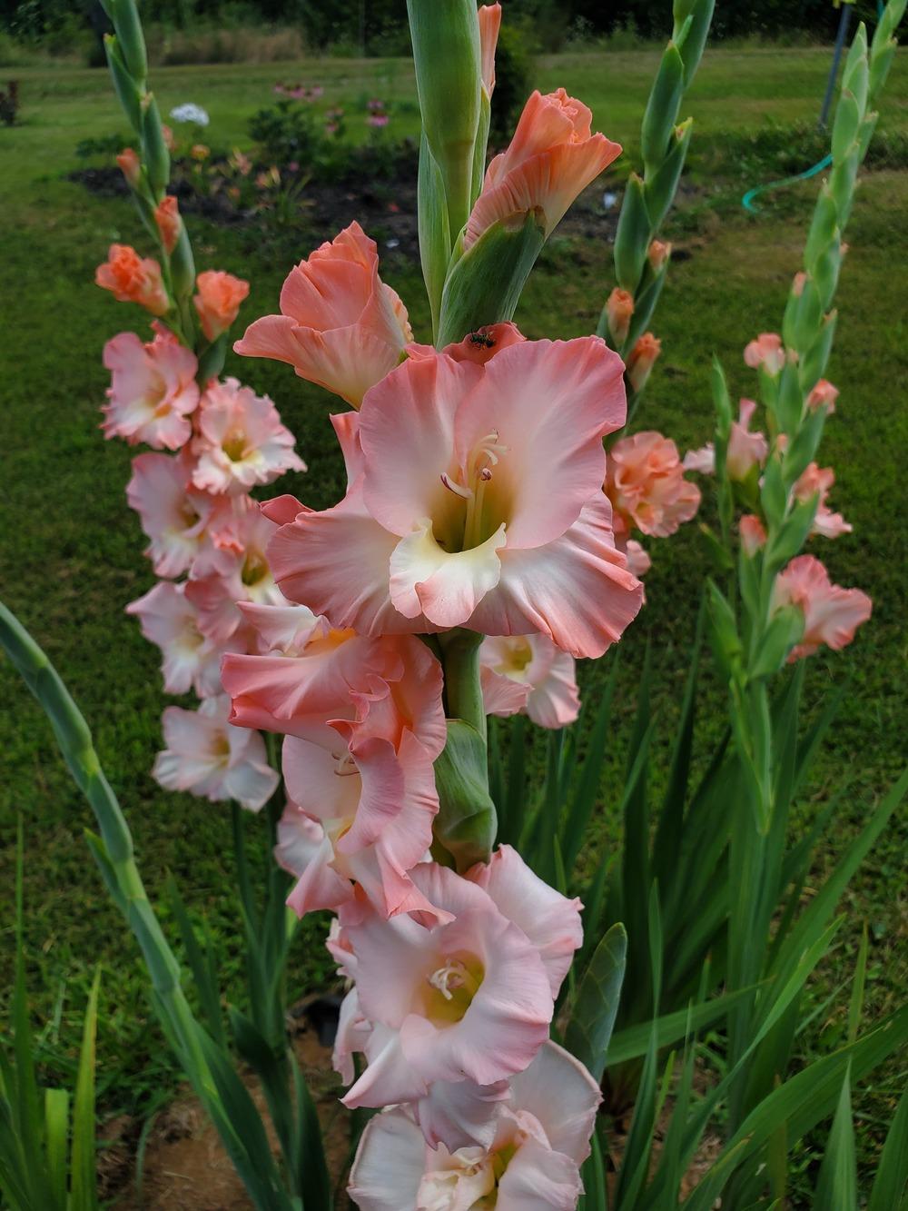 Photo of Hybrid Gladiola (Gladiolus x gandavensis 'Priscilla') uploaded by Topdecker
