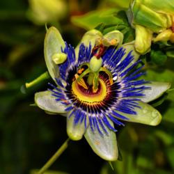 Location: Botanical Gardens of the State of Georgia...Athens, Ga
Date: 2020-05-19
Passion Flower 070
