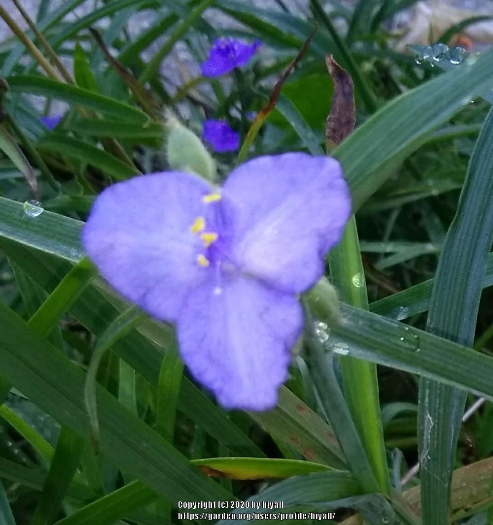 Photo of Spiderwort (Tradescantia ohiensis) uploaded by hiyall