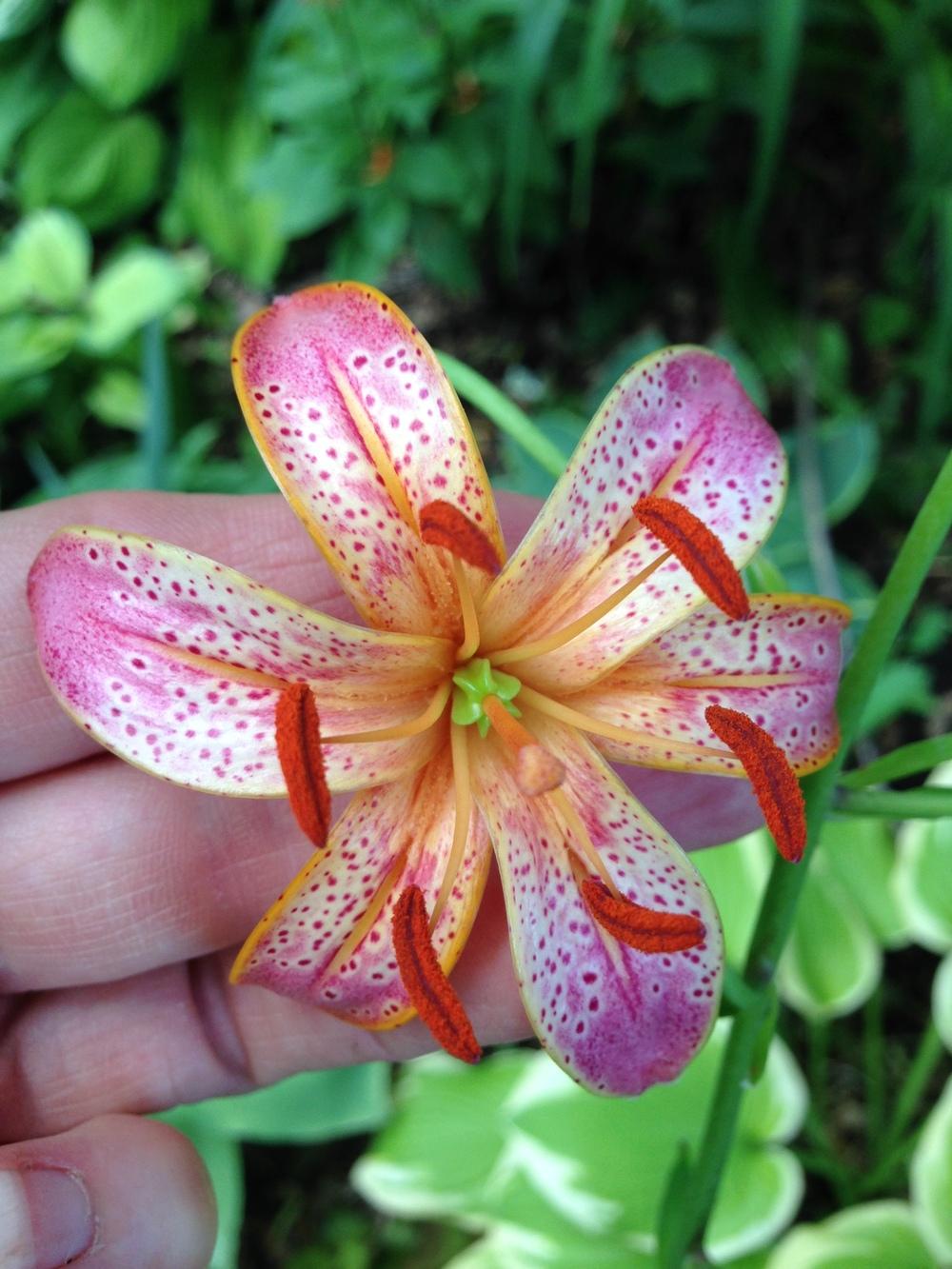 Photo of Lily (Lilium 'Attiwaw') uploaded by valleyrimgirl