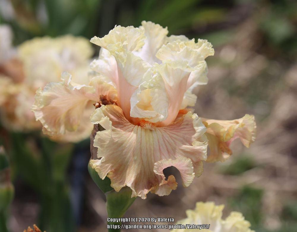 Photo of Tall Bearded Iris (Iris 'Australian Rosé') uploaded by Valery33