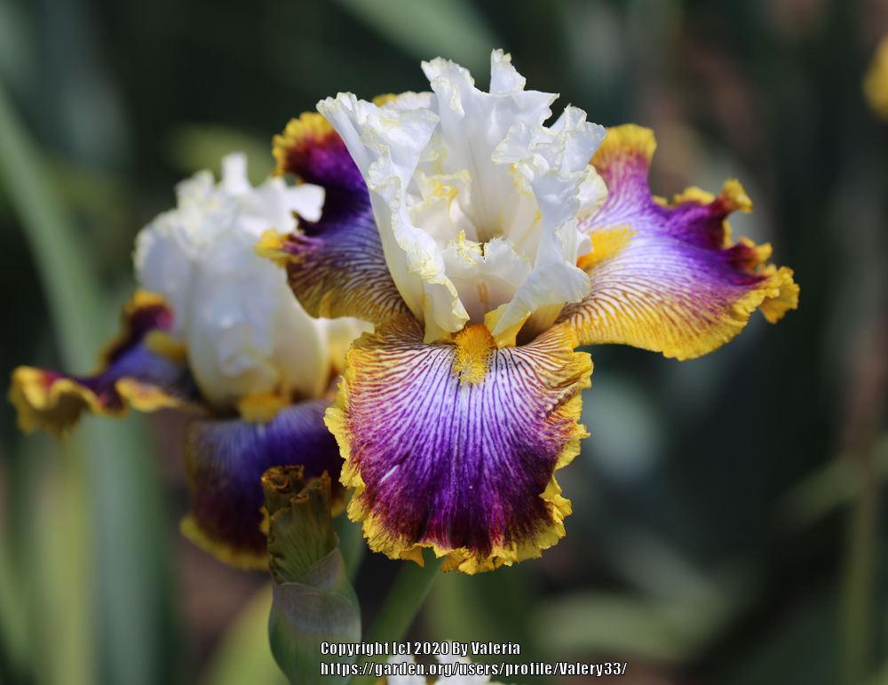 Photo of Tall Bearded Iris (Iris 'Patchwork Puzzle') uploaded by Valery33