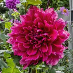 Location: Dahlia Hill, Midland, Michigan
Date: 2019-10-10
Typical side-facing bloom of Emory Paul