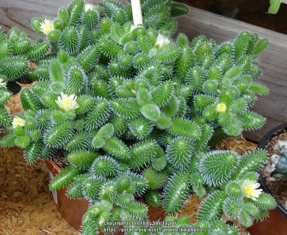 Photo of Ice Plant (Delosperma echinatum) uploaded by kniphofia
