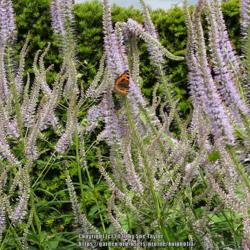 Location: RHS Harlow Carr, Yorkshire, UK
Date: 2020-07-11