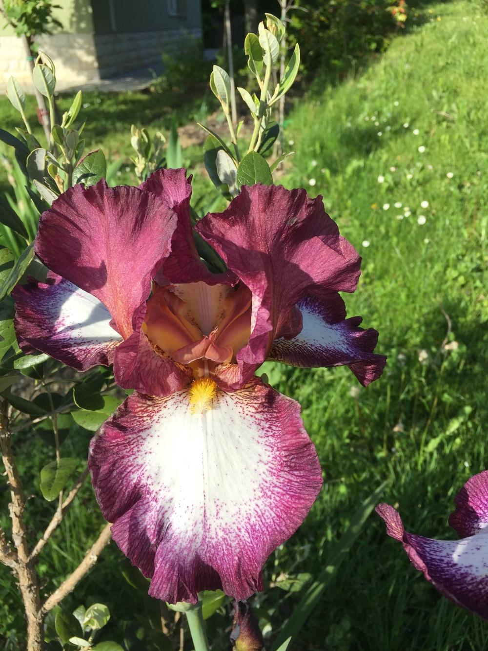 Photo of Tall Bearded Iris (Iris 'Crinoline') uploaded by LINDAKOGOJ
