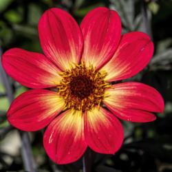 Location: Dahlia Hill, Midland, Michigan
Date: 2019-09-14
It was a rare bloom of this dahlia that didn't have at least one 