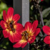 Bees love this dahlia - I mean REALLY love it. #insects #pollinat