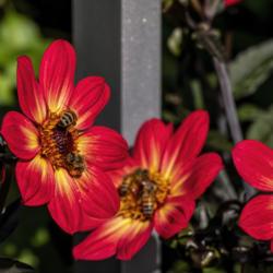 Location: Dahlia Hill, Midland, Michigan
Date: 2019-09-14
Bees love this dahlia - I mean REALLY love it. #insects #pollinat