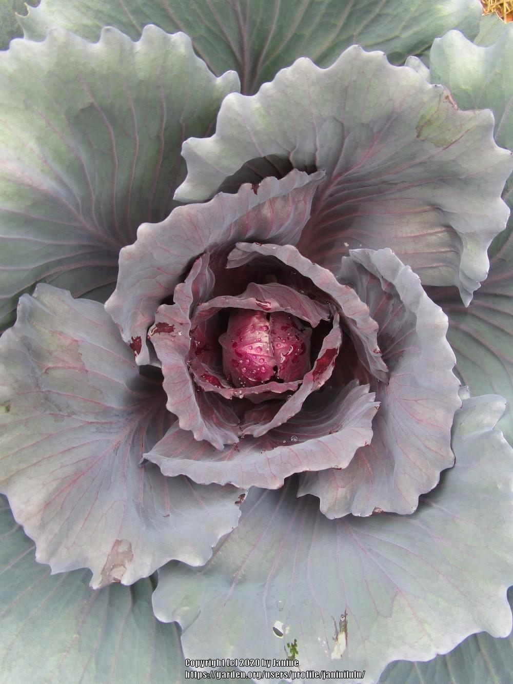 Photo of Cabbage (Brassica oleracea var. capitata 'Red Acre') uploaded by janinilulu