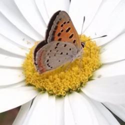 Location: Athol, MA
Date: 2019-07-13
#pollination  American Copper Butterfly