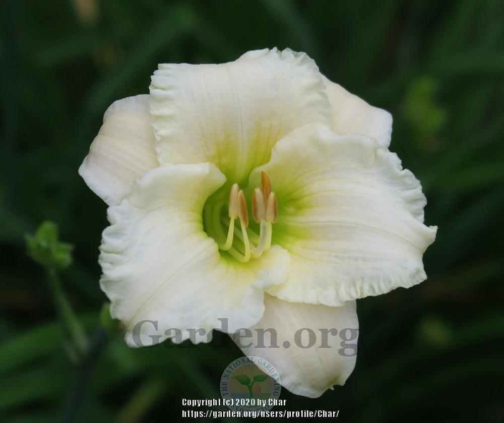 Photo of Daylily (Hemerocallis 'Accentuate the Green') uploaded by Char
