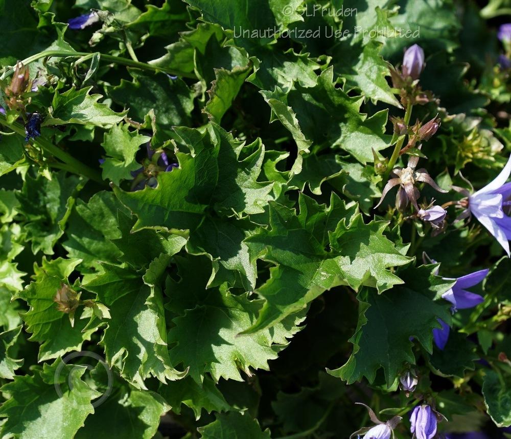 Photo of Serbian Bellflower (Campanula poscharskyana Blue Waterfall) uploaded by DaylilySLP