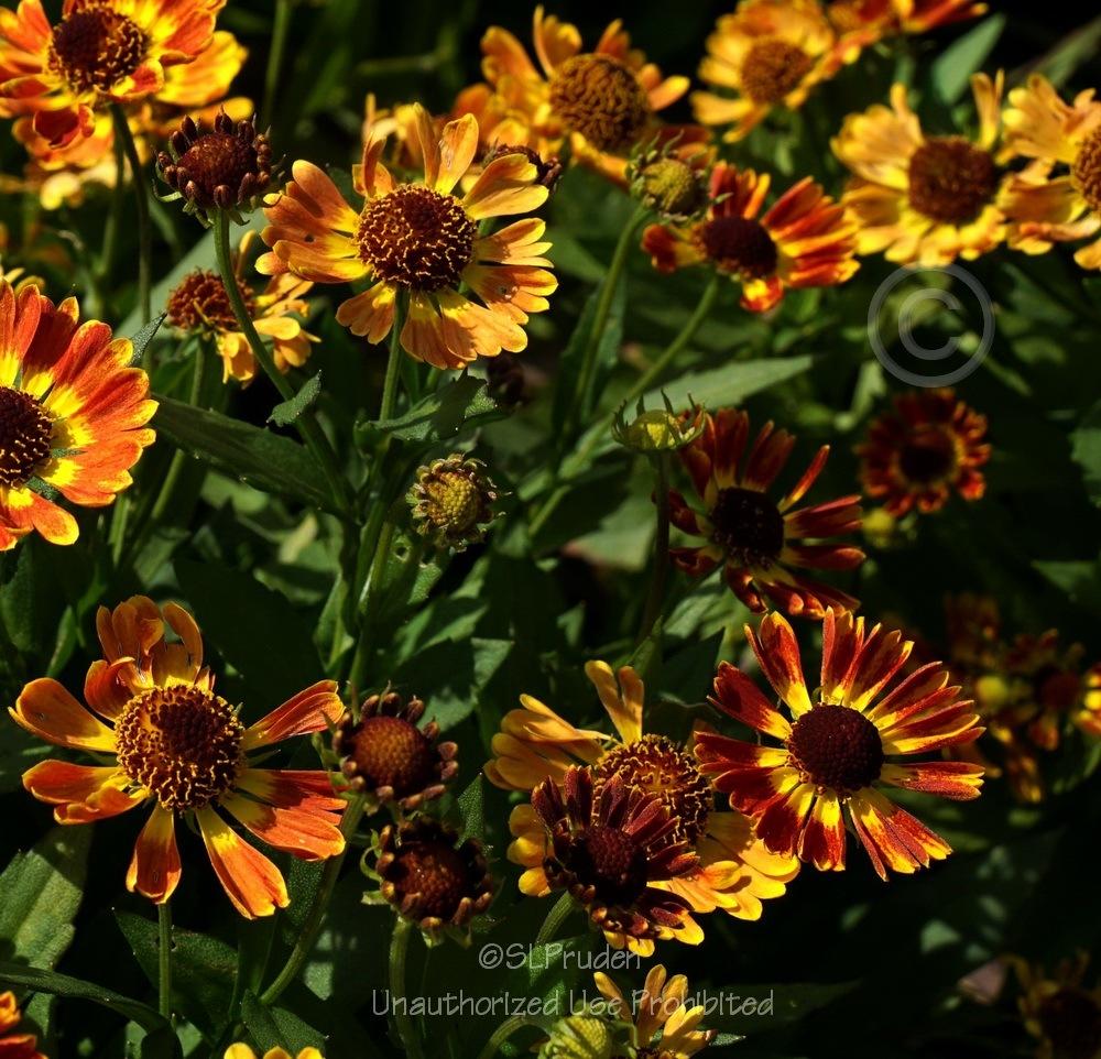 Photo of Sneezeweed (Helenium autumnale Mariachi™ Fuego) uploaded by DaylilySLP