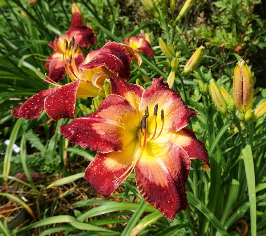 Photo of Daylily (Hemerocallis 'Queen Kong') uploaded by Dennis616