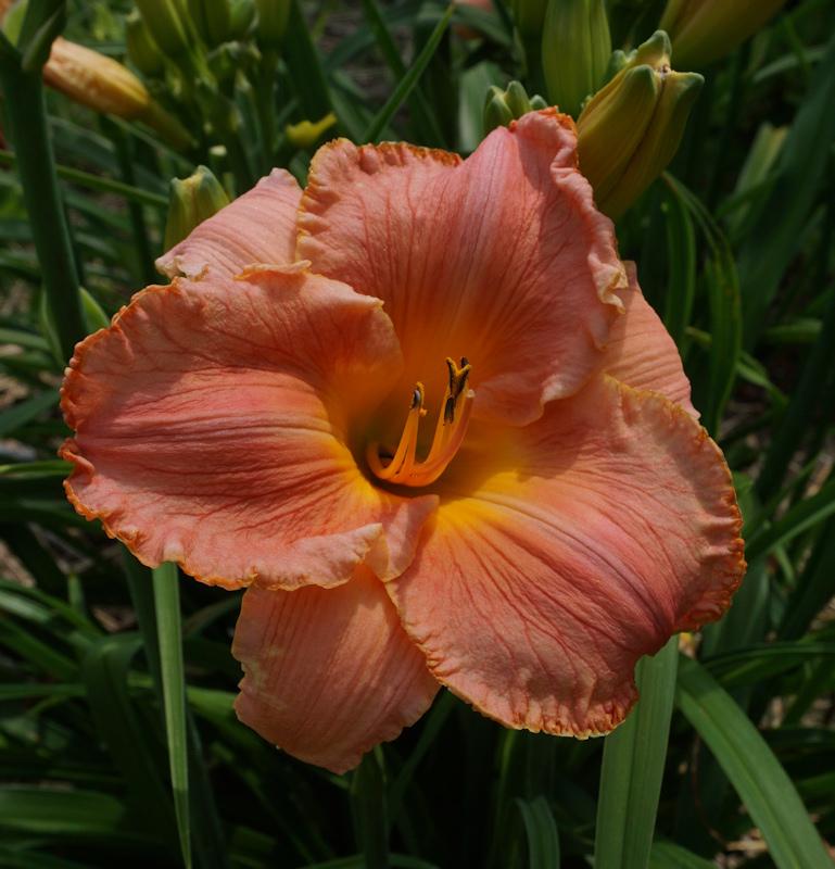 Photo of Daylily (Hemerocallis 'Innocent Voices') uploaded by Dennis616
