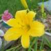 One of the last of my daylilies to bloom each year,  100° heat d