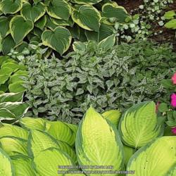 Location: Minnesota
Date: 2020-06-22
Looks great with hostas in the shade garden