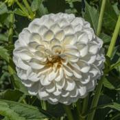 Petals shade from white at the tips to an ivory or cream color at