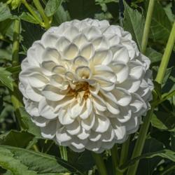 Location: Dahlia Hill, Midland, Michigan
Date: 2019-09-05
Petals shade from white at the tips to an ivory or cream color at