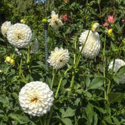 Location: Dahlia Hill, Midland, Michigan
Date: 2019-09-05
Blooms of Brookside Snowball in various stages of opening