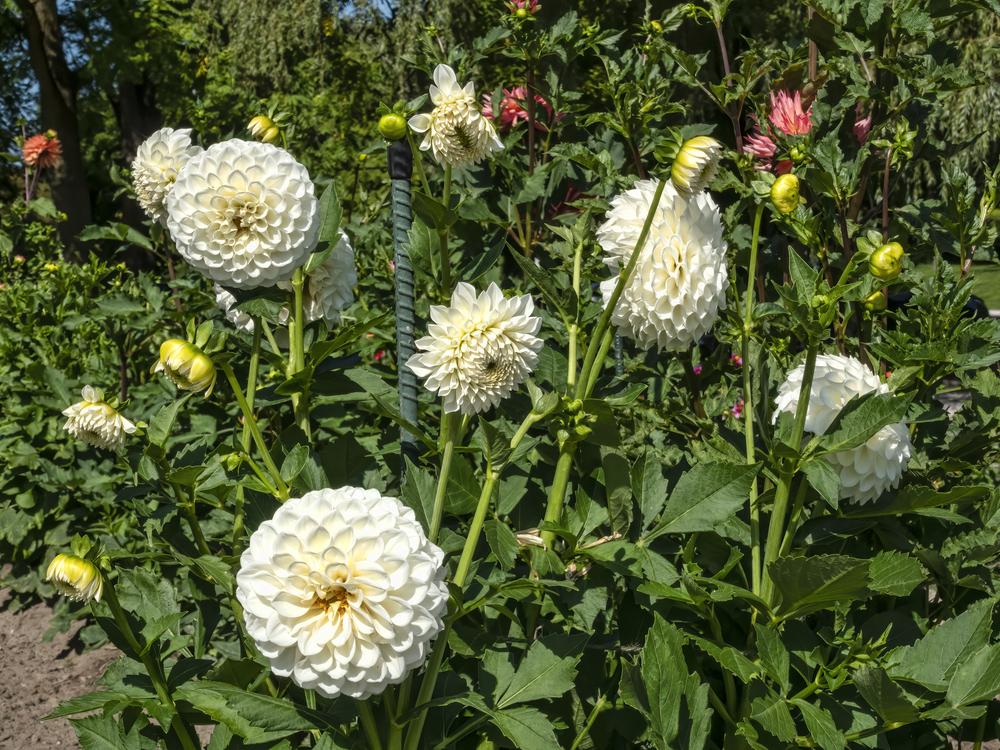 Photo of Dahlia 'Brookside Snowball' uploaded by arctangent