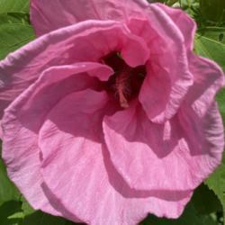 Location: Medina, TN
Date: July 15, 2020
Cherub has flowers similar to Brugsmansia.