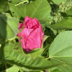 Location: Medina, TN
Date: July 15, 2020
Cherubs flower buds almost look like pink rose buds.