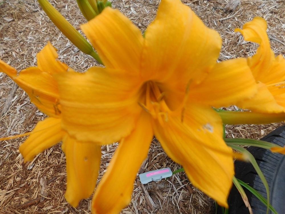 Photo of Daylily (Hemerocallis 'Frances Fay') uploaded by gardenglassgems