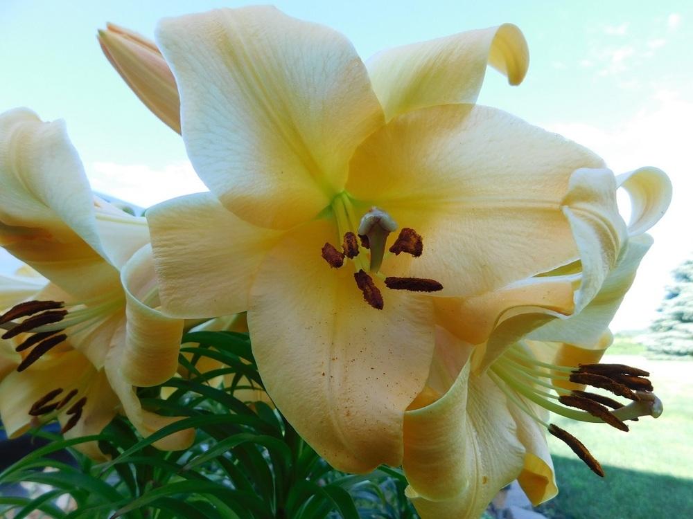 Photo of Lily (Lilium 'Saltarello') uploaded by gardenglassgems