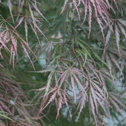 Location: at the Missouri Botanic Garden in Saint Louis
Date: Summer, 2004
Acer palmatum 'Red Dragon'