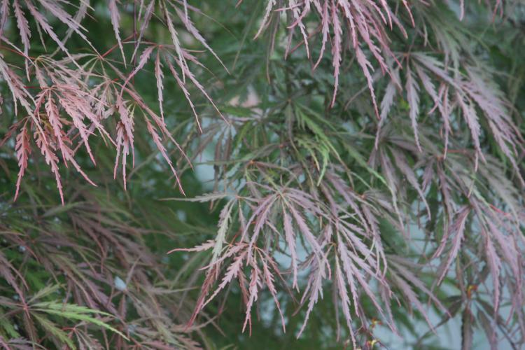 Photo of Cutleaf Japanese Maple (Acer palmatum 'Red Dragon') uploaded by jathton