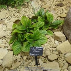 Location: RHS Harlow Carr alpine house, Yorkshire, UK
Date: 2020-07-11