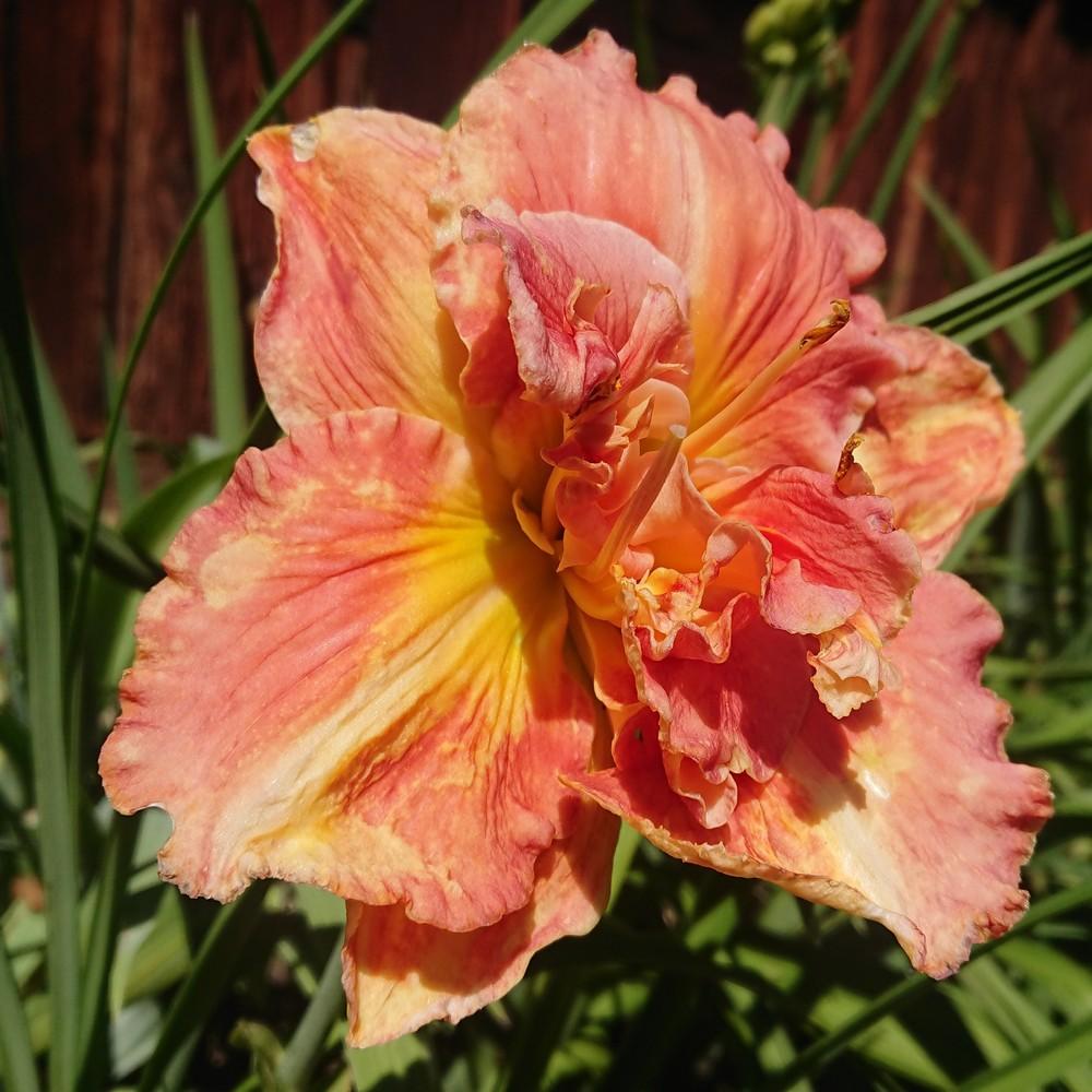 Photo of Daylily (Hemerocallis 'Vision of Love') uploaded by D3LL