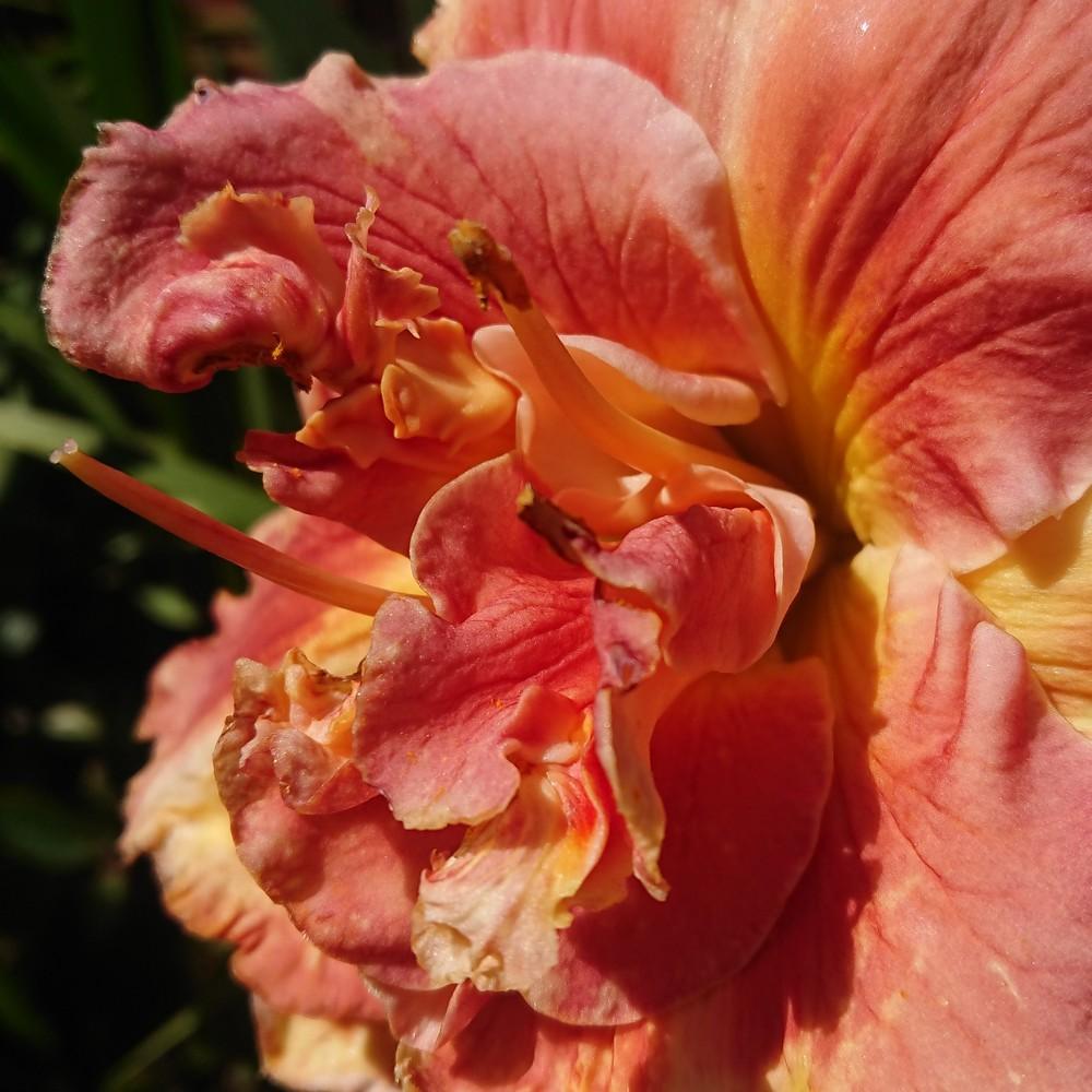 Photo of Daylily (Hemerocallis 'Vision of Love') uploaded by D3LL