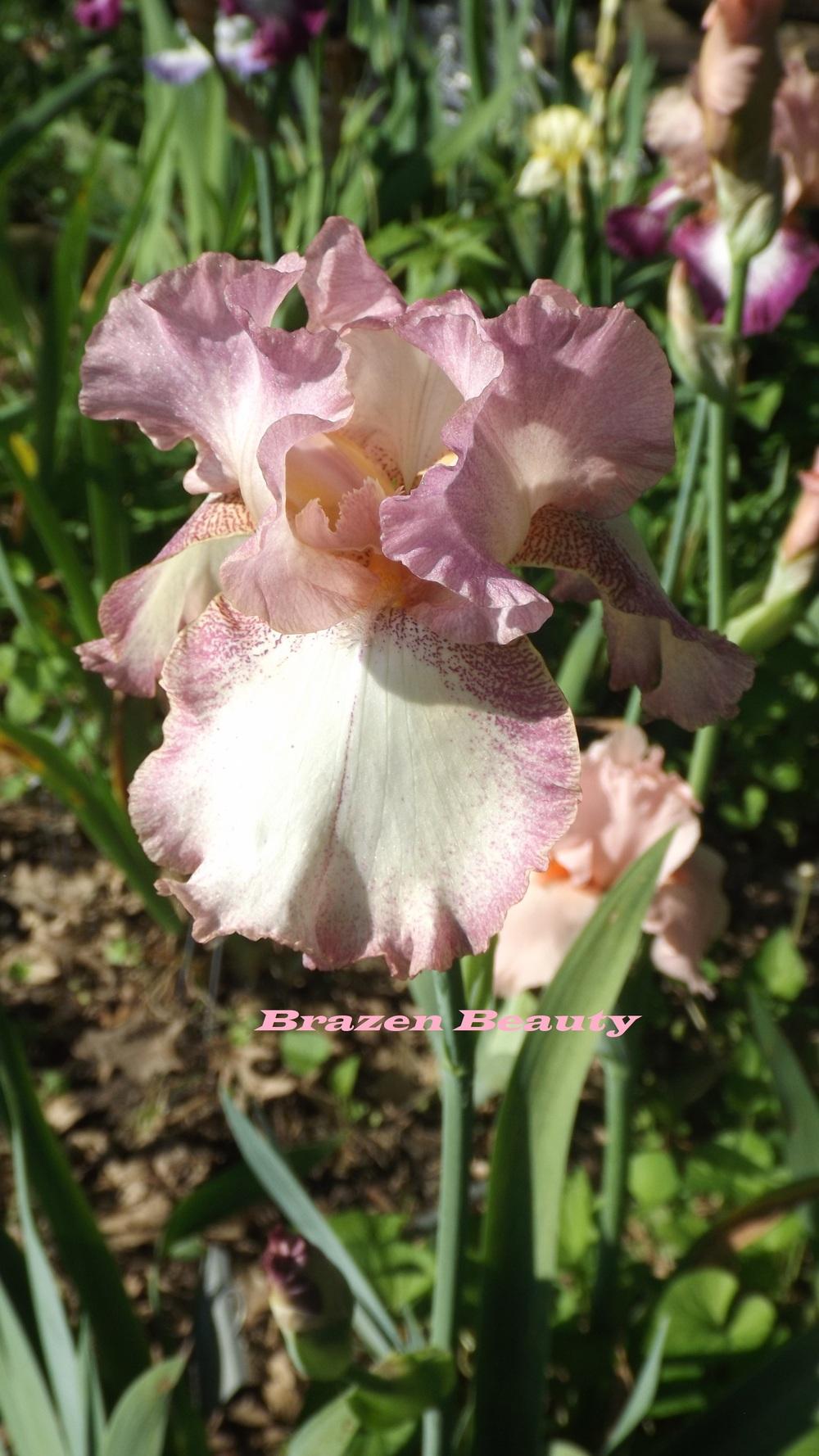Photo of Tall Bearded Iris (Iris 'Brazen Beauty') uploaded by DonnaKribs